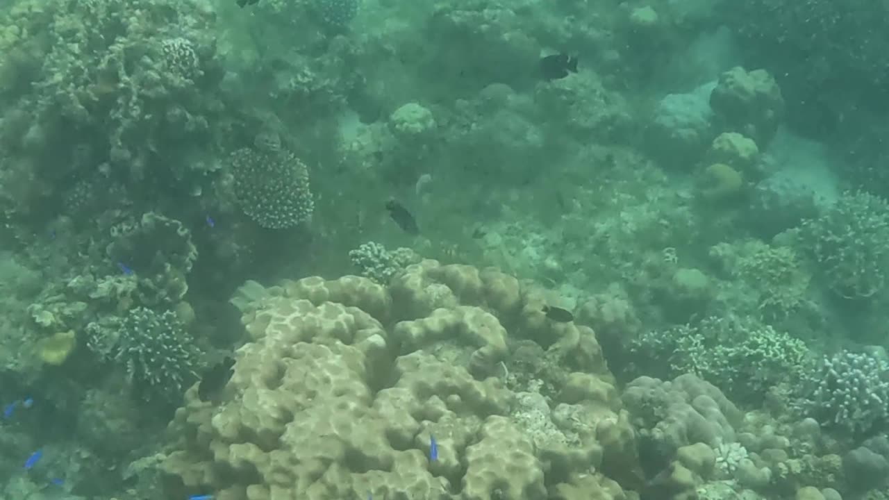 Snorkeling adventures, the reef is healing! Amazing to see beautiful new corals growing on the reef.