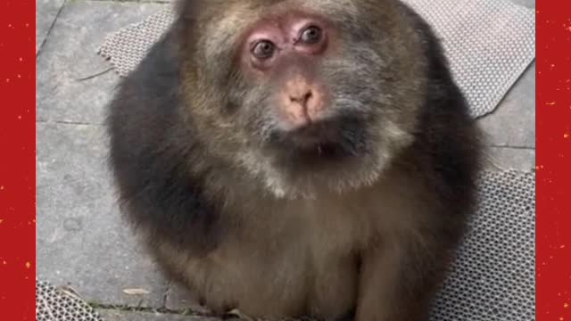 One-handed monkey, because his hand is stumped