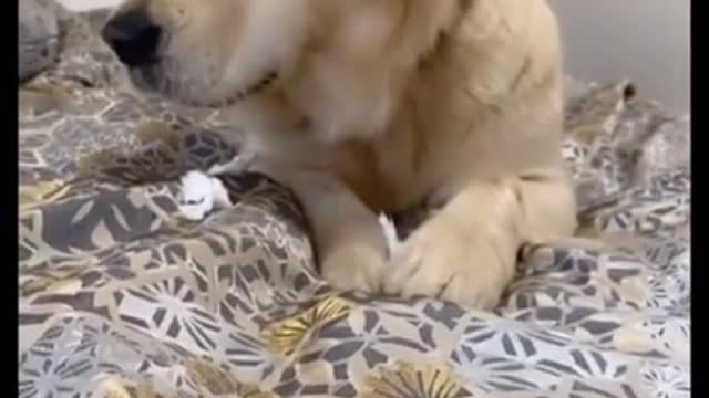 They are so cute dogs. I love them so much