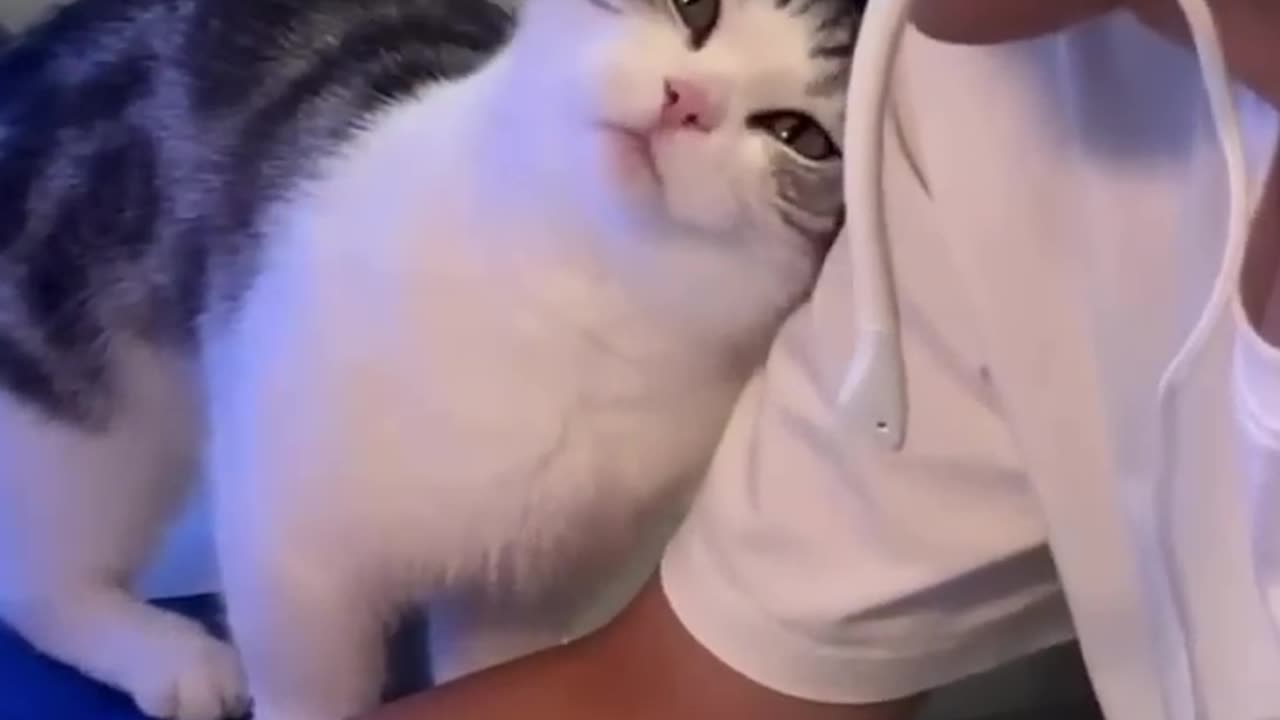 How Cats Say Goodbye Before Death💔 #facts#animal