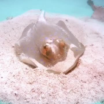 Stingray feeding from small organisms and crutaceans living in the sand