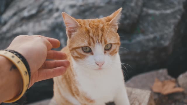 The grouse cat