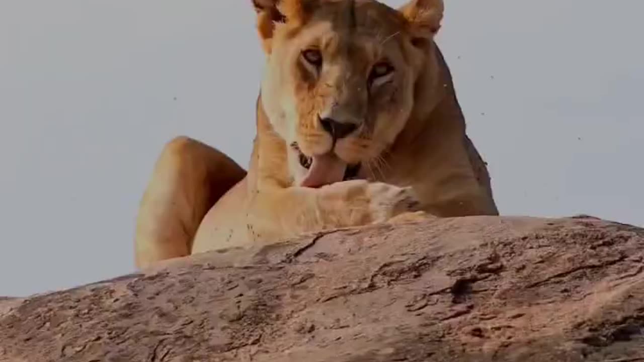Animals videos