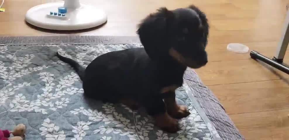 Dachshund Roa who wants to go to his dad.