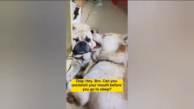 Dog funny videos 🤣