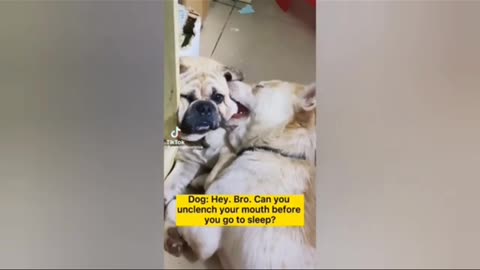 Dog funny videos 🤣