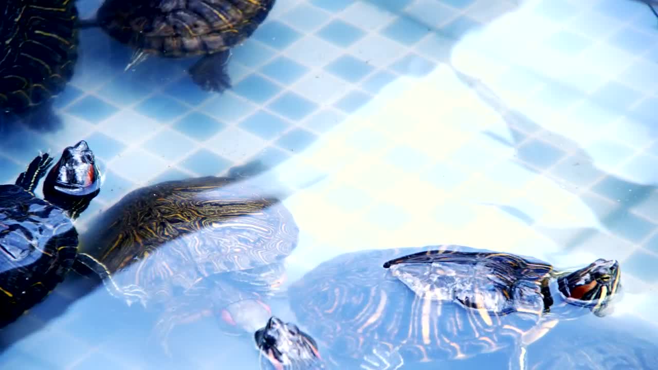 SWIMMING TURTLUS