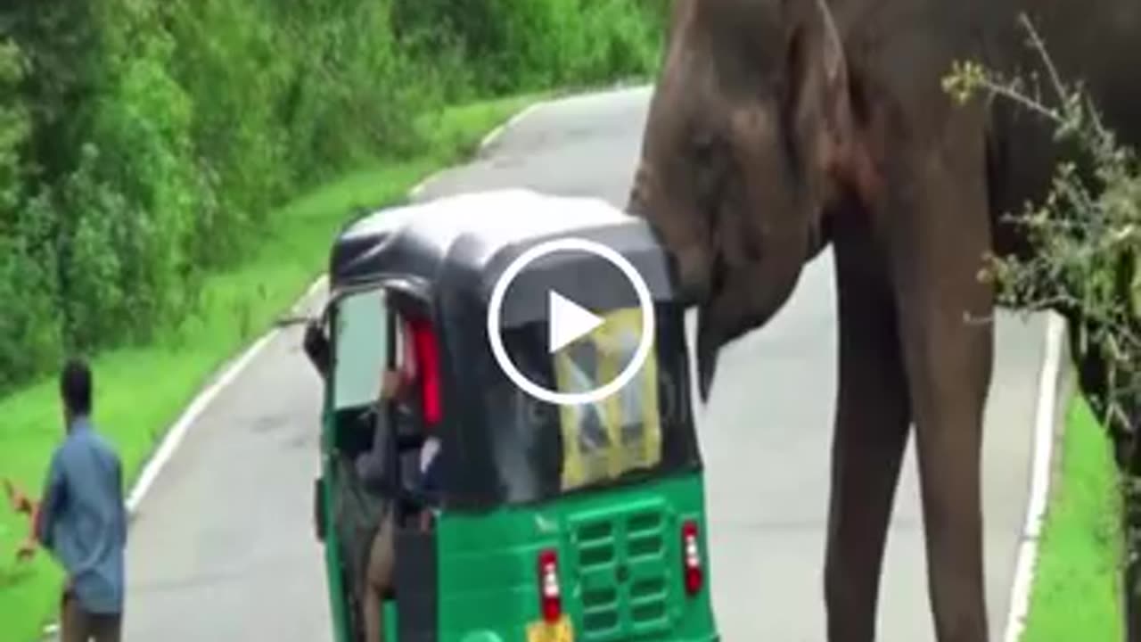 wild elephant attacks people, including children