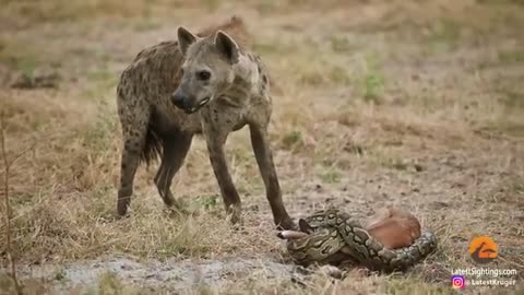 IMPALA BABY TRIES ESCAPING PYTHON & HYENA