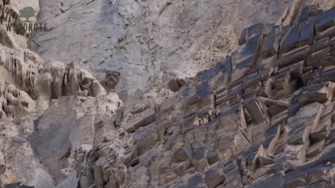 snow leopards in pakistan