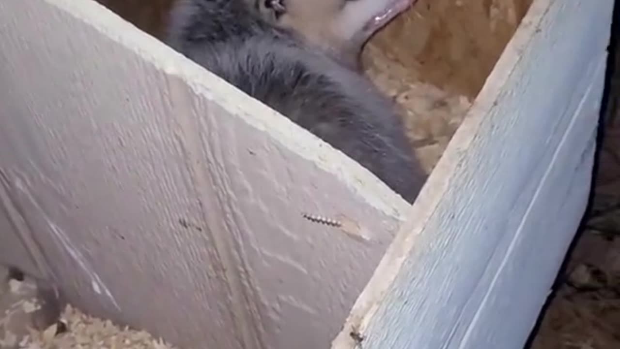 Opossum in the chicken coup