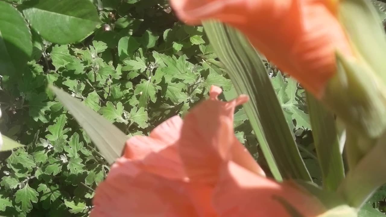 Pink gladiolus