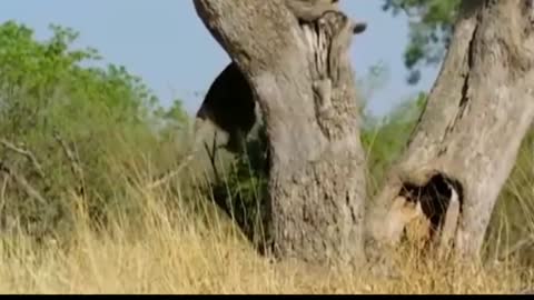 Loin and Deer 🦌🐅🦁 super videos