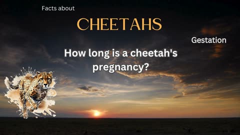 Cheetah Fact 10 - How long is a cheetah's pregnancy?