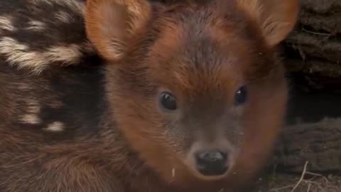 BABY PUDU DEER CUTE 💞💞❤️