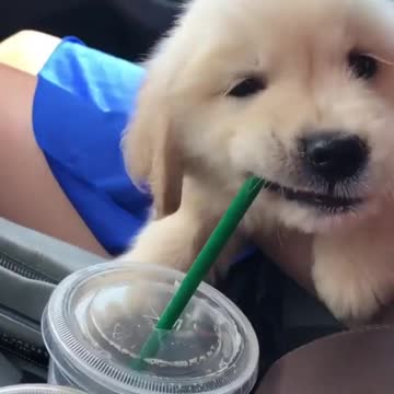 Yammy puppies dinner wow cute