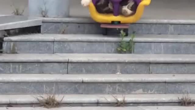 Funniest and Cutest Puppies