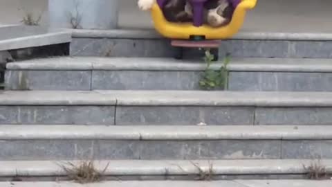 Funniest and Cutest Puppies