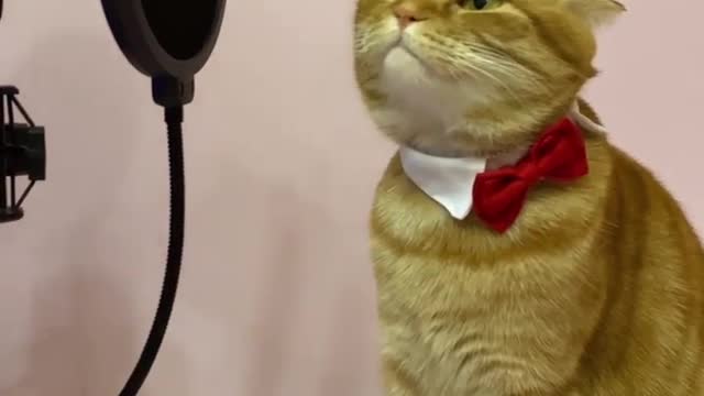 Cat singing