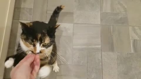 Cat who thinks she's a dog