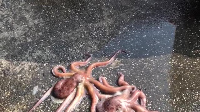 Octopus escape