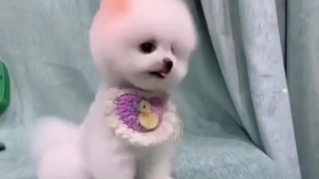 Take a look at this group of cute little ones, they are happy every day