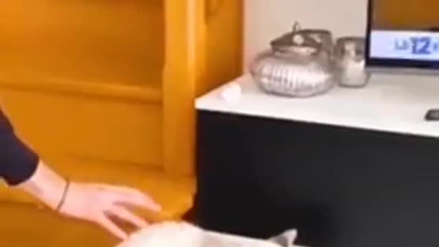 FUNNY CATS #SHORTS ! SUBSCRIBE FOR MORE VIDEOS #FUNNYCATS #FUNNYCATSVIDEOS #YOUTUBESHORTS |