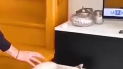 FUNNY CATS #SHORTS ! SUBSCRIBE FOR MORE VIDEOS #FUNNYCATS #FUNNYCATSVIDEOS #YOUTUBESHORTS |