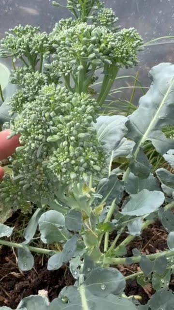 Broccoli going to seed