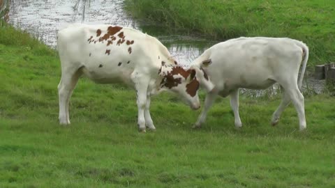 Cow fighting