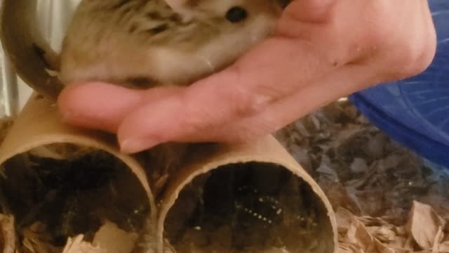 Cute Roborovski Dwarf Hamster