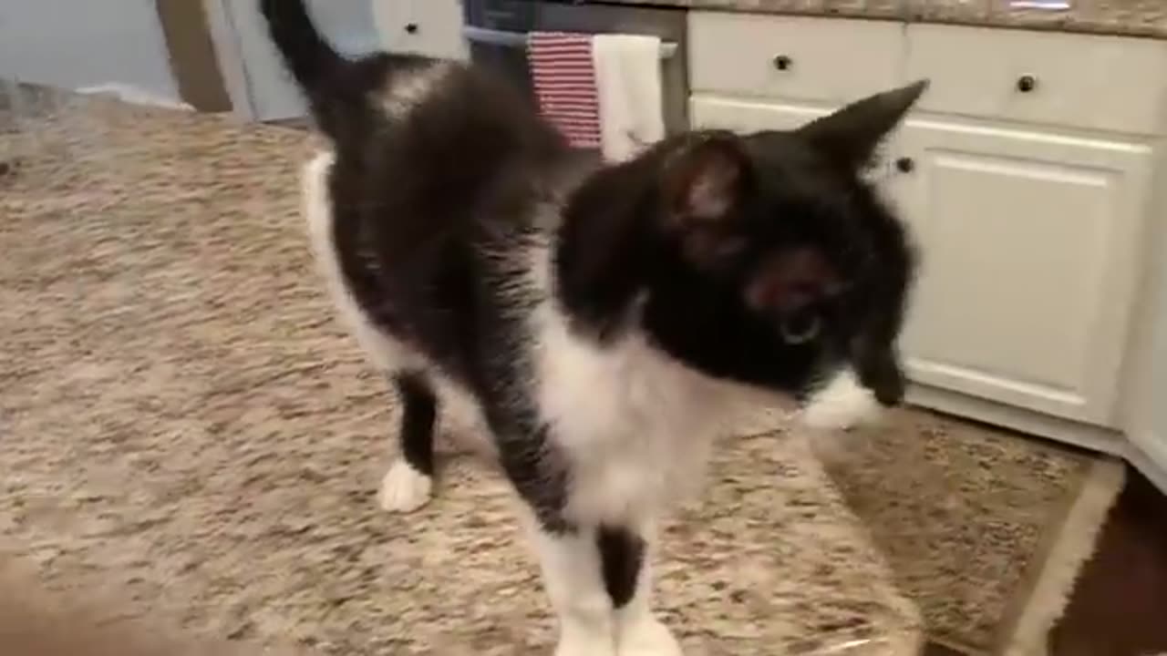 Cat has a crazy deep meow