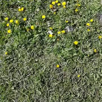 Very beautiful dandelions.