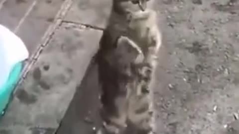 Dancing cat very funny ,Laugh out loud Funny Cute Cat