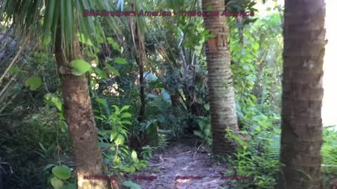 Botanical Gardens + Florida Institute of Technology + Melbourne + Florida + USA + EUA + Part 2/2