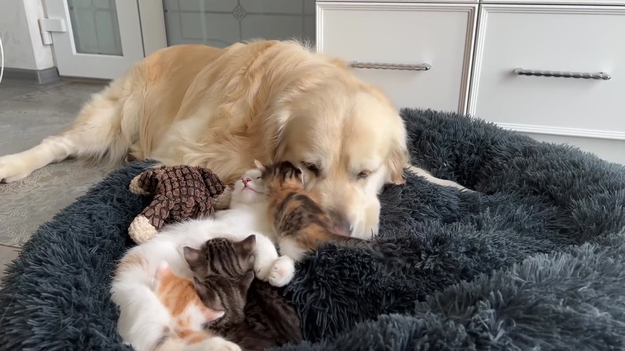 How the Golden Retriever and New Tiny Kittens Became Best Friends [Cutest Compilation]