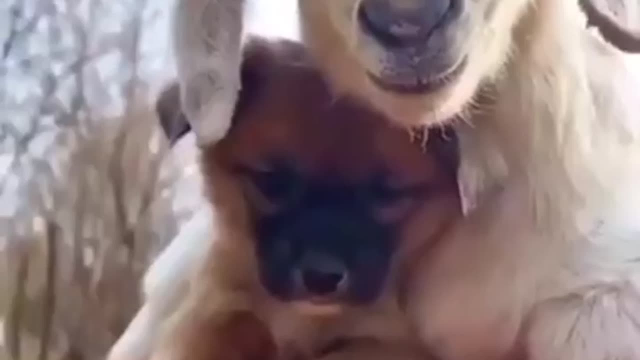 Animals Funny Video 😅😂😂👍