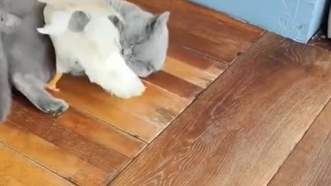 When U Have A Duck And A 🤭Cat It Be Like
