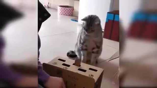 Funny Cats And Kittens Meowing Compilation 2022 || NEW