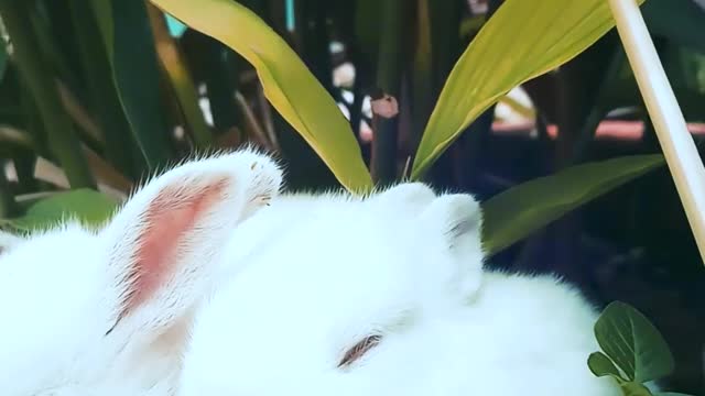 Rabbit eating food so funny|cute animal super action|rabbit running slowly |