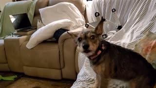 Penny's short quick howel