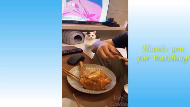Funniest Animals - Best Of The Funny Animal Videos