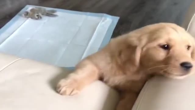 Funniest & Cutest Golden Retriever Puppies - Funny Puppy Videos 2022