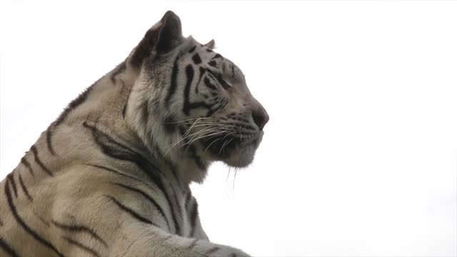 A beautiful striped white tiger