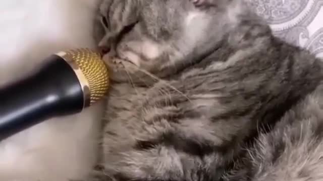 ZZzzzzz zz