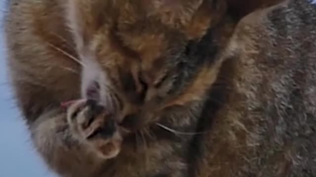 cute cats ncs music / free background music / No copyright music / dog video #animals