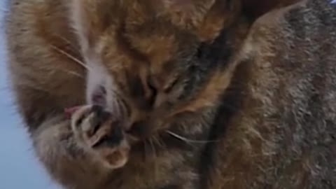 cute cats ncs music / free background music / No copyright music / dog video #animals