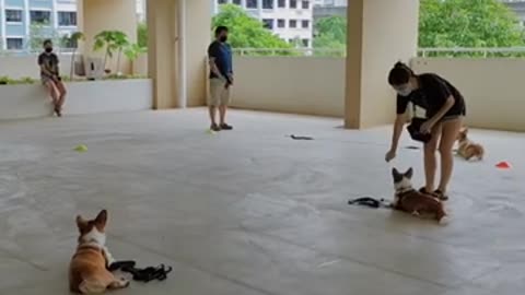 Basic Manners Program for the Corgi gang!