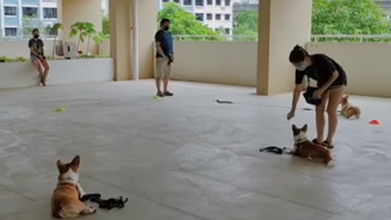 Basic Manners Program for the Corgi gang!