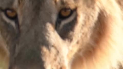 Wildlife & Funs